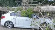 "Хруст и страшный удар": две машины остались под рухнувшим деревом в Актобе