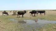 Сточные воды из бань отравляют пастбища в Туркестанской области