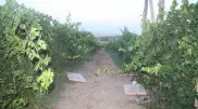 Подростка застрелили во время отстрела птиц в Туркестанской области