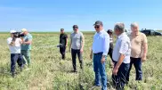 Саранча под контролем: Глава Минсельхоза прибыл в Костанайскую область