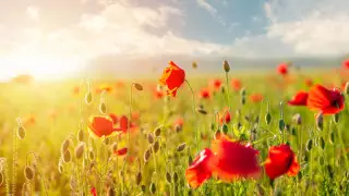 Сильная жара до 43 градусов ожидается в Казахстане