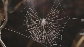 Женщине потребовалась помощь медиков после укуса паука в зоне отдыха Баянаула