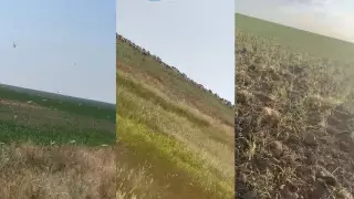 "Саранча съедает, сайга вытаптывает": режим ЧС просят ввести в Костанайской области