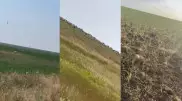 "Саранча съедает, сайга вытаптывает": режим ЧС просят ввести в Костанайской области
