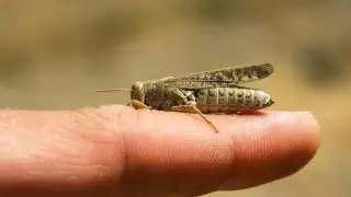 Причины нашествия саранчи объяснил министр сельского хозяйства