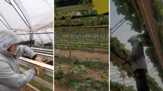 Миллион на клубнике: казахстанец рассказал о заработках в Великобритании