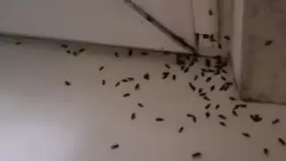 Скопище клопов доходит до 4-5-го этажа - алматинка пожаловалась Досаеву