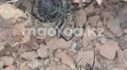 На нашествие каракуртов пожаловались сельчане в ЗКО