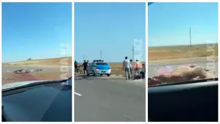 Infiniti совершил смертельный наезд на верблюда по дороге в аэропорт Актау