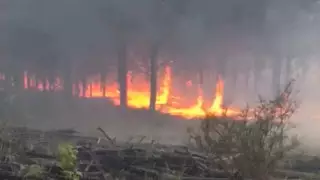 Обстановка вокруг лесного пожара в "Ертіс орманы" осложняется