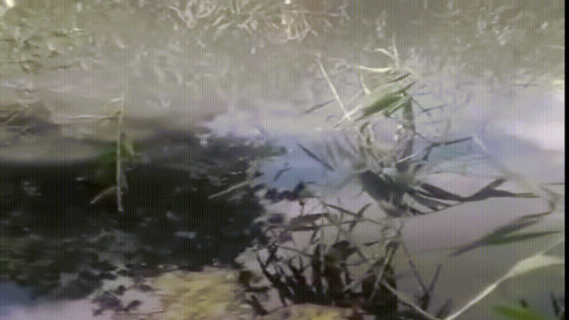 Кадр из видео