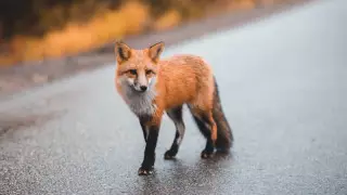 Лиса напала на мальчика в Актюбинской области: в селе объявят карантин