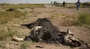"Над всем селом невыносимый запах" - на свалку пожаловались жители Туркестанской области