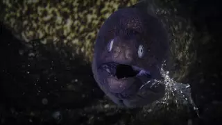 Почему глубоководные рыбы так страшно выглядят