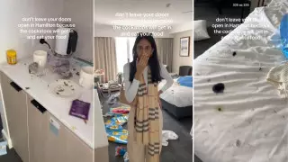 Не птицы, а гангстеры: "незваные гости" в Австралии разгромили номер в отеле