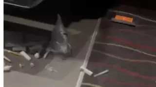 "Шприцы и капельницы" в кинотеатре напугали алматинцев