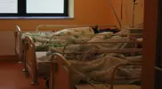 Двоих жителей ЗКО укусили змеи