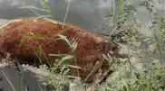 Туши мертвых животных обнаружили в реке Ишим