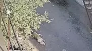 Двух собак породы тазы убили в Павлодаре