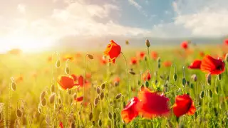 Сильная жара до 43 градусов придет в Казахстан