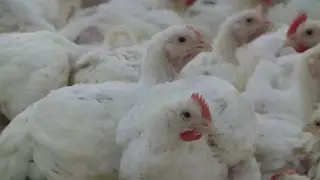 На грани закрытия находится крупная птицефабрика в Мангистау