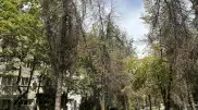 "2 жылда 100 мың ағаш қурап қалған!" Алматыда ағаштар күз келмей сарғайып кетті
