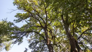 Жители оставшегося без воды района Алматы обеспокоились состоянием деревьев