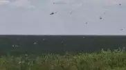 Налетевшую на хозяйство в Костанайской области стаю саранчи засняли на видео