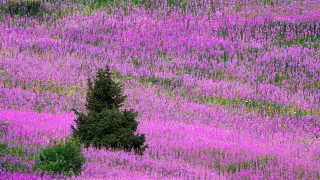 Прованс в Казахстане: удивительный пейзаж сняли близ Алматы