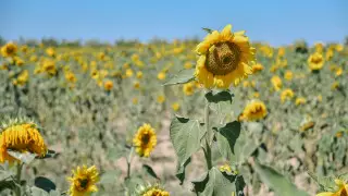 Грозы, град и шквал: погода в Казахстане на 8 августа