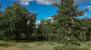 Участок леса стоимостью 1,6 миллиарда тенге вернули государству
