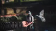 Аким Атырау запретил кормить голубей