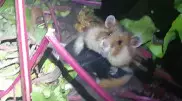 Грызуны атаковали дачные участки костанайцев