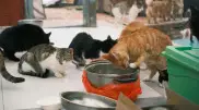 Куда жаловаться, если у соседа 20 кошек и собака: совет юриста