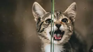 Кот Депутат, Хеппи и Стружка: куда попадают бездомные животные в Астане