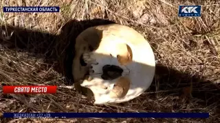 Сельское кладбище отдали под детский лагерь в Туркестанской области