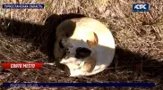 Сельское кладбище отдали под детский лагерь в Туркестанской области