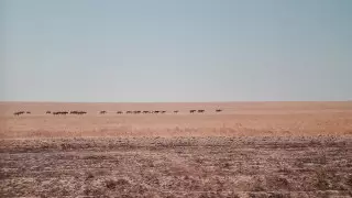 Режим ЧП объявлен в 6 районах Жамбылской области