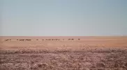 Режим ЧП объявлен в 6 районах Жамбылской области