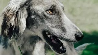 Союз кинологов Казахстана стал полноправным членом Международной кинологической федерации