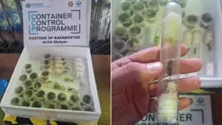 Странная посылка в аэропорту: зачем пробирки с муравьями пытались завезти в Алматы