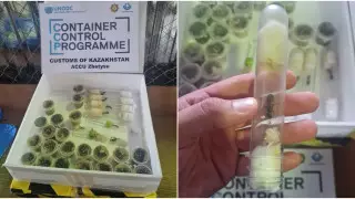 "Под видом сладостей". Пробирки с живыми насекомыми перехватили в аэропорту Алматы