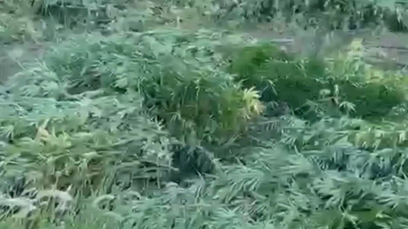 Кадр из видео