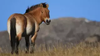 40 лошадей Пржевальского привезут в Казахстан, чтобы выпустить в дикую природу