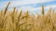 Конкуренция растет: куда Казахстан будет экспортировать пшеницу