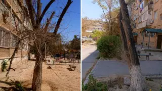 На месте вырубленных деревьев в Актау ничего не посадили