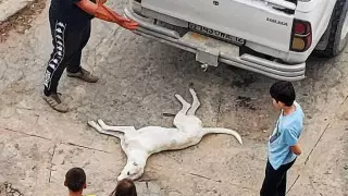 Жителей Актау шокировал отстрел собак на глазах у детей