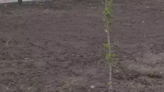 Қарағандыда 75 миллион теңгеге отырғызылған көшеттер қурап қалған