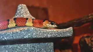 Туристка спрятала 20 экзотических животных под одеждой и попалась