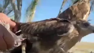 "Целлофан оратылып зақымдаған". Қызылорда облысында жабайы құс құтқарылды